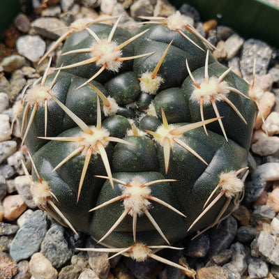 Gymnocalycium leeanum