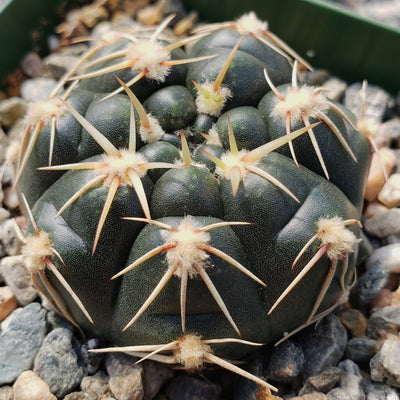 Gymnocalycium leeanum