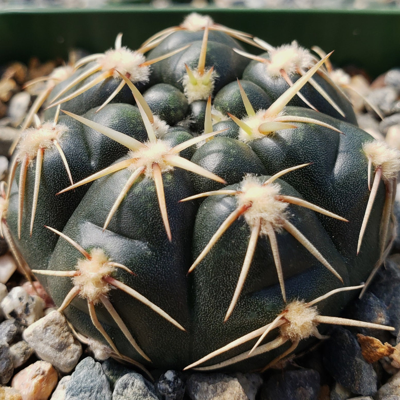 Gymnocalycium leeanum