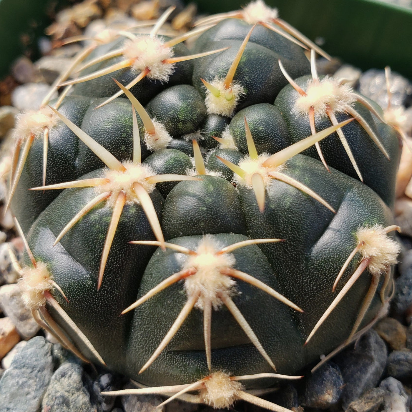 Gymnocalycium leeanum