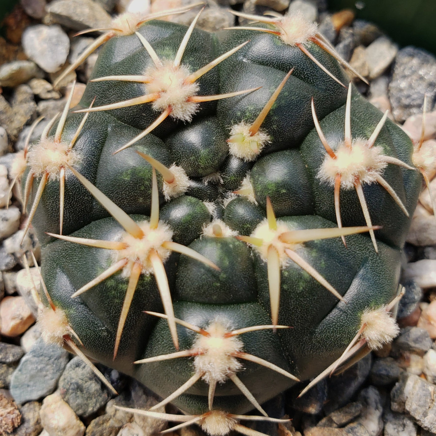 Gymnocalycium leeanum