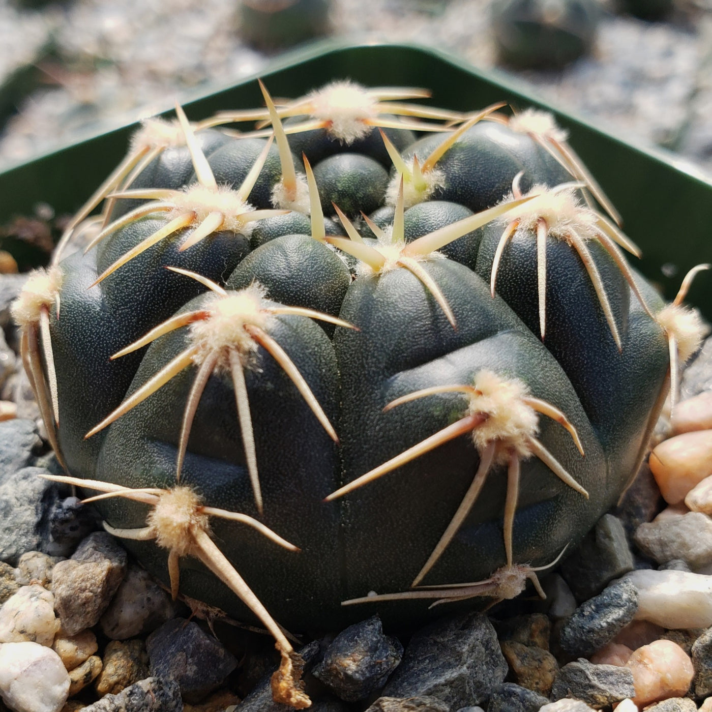 Gymnocalycium leeanum