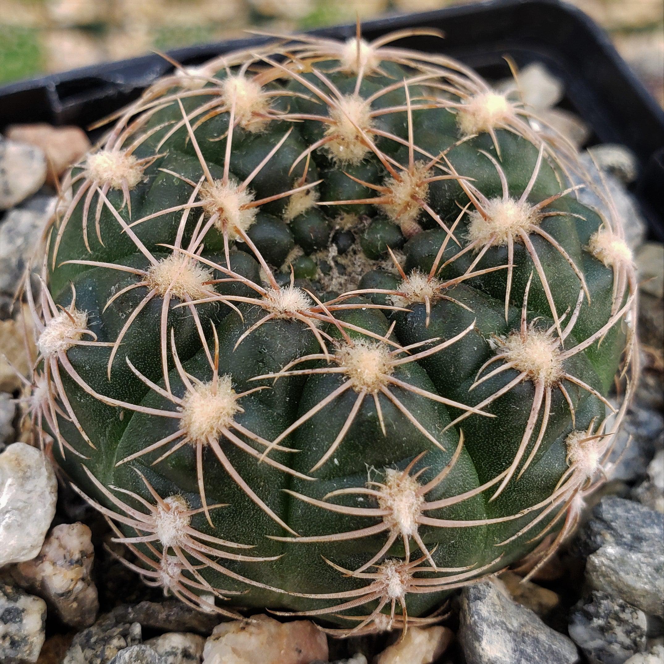 Gymnocalycium maznetteri