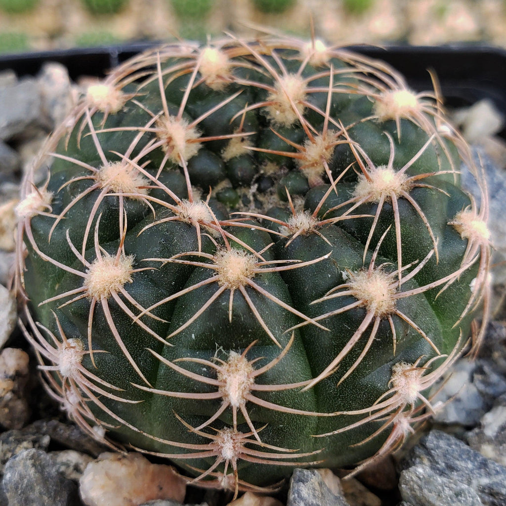 Gymnocalycium maznetteri