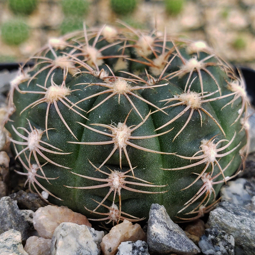 Gymnocalycium maznetteri