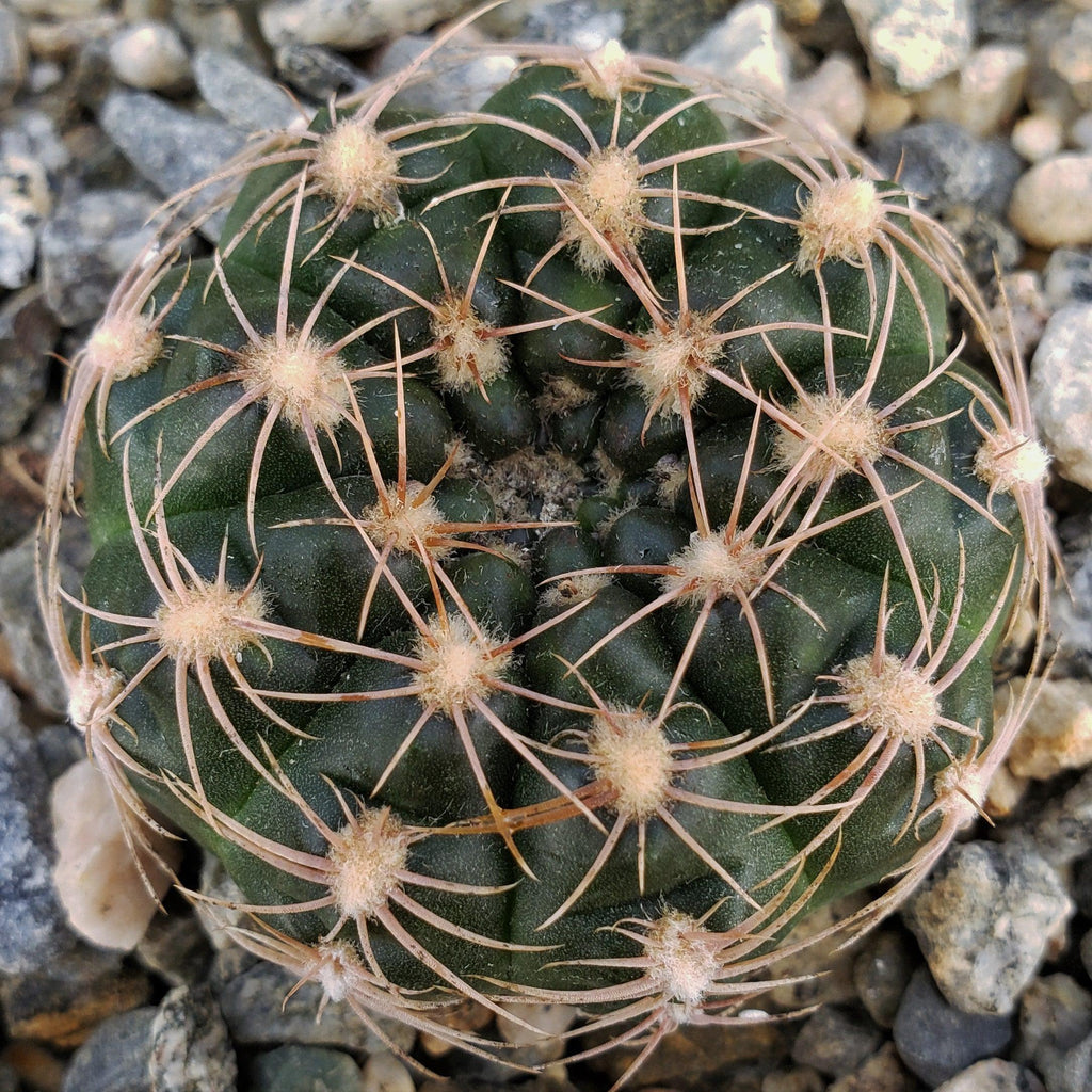 Gymnocalycium maznetteri