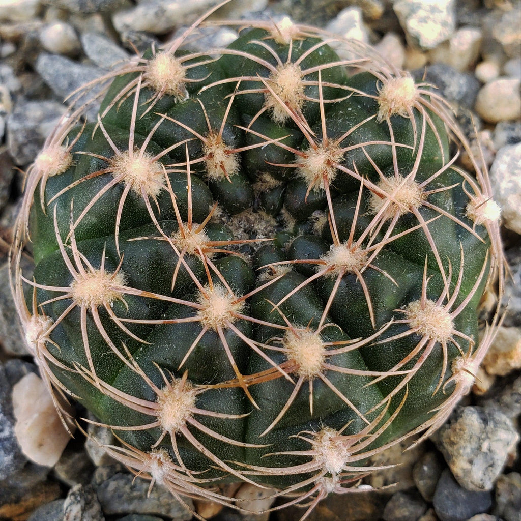 Gymnocalycium maznetteri