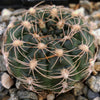 Gymnocalycium maznetteri