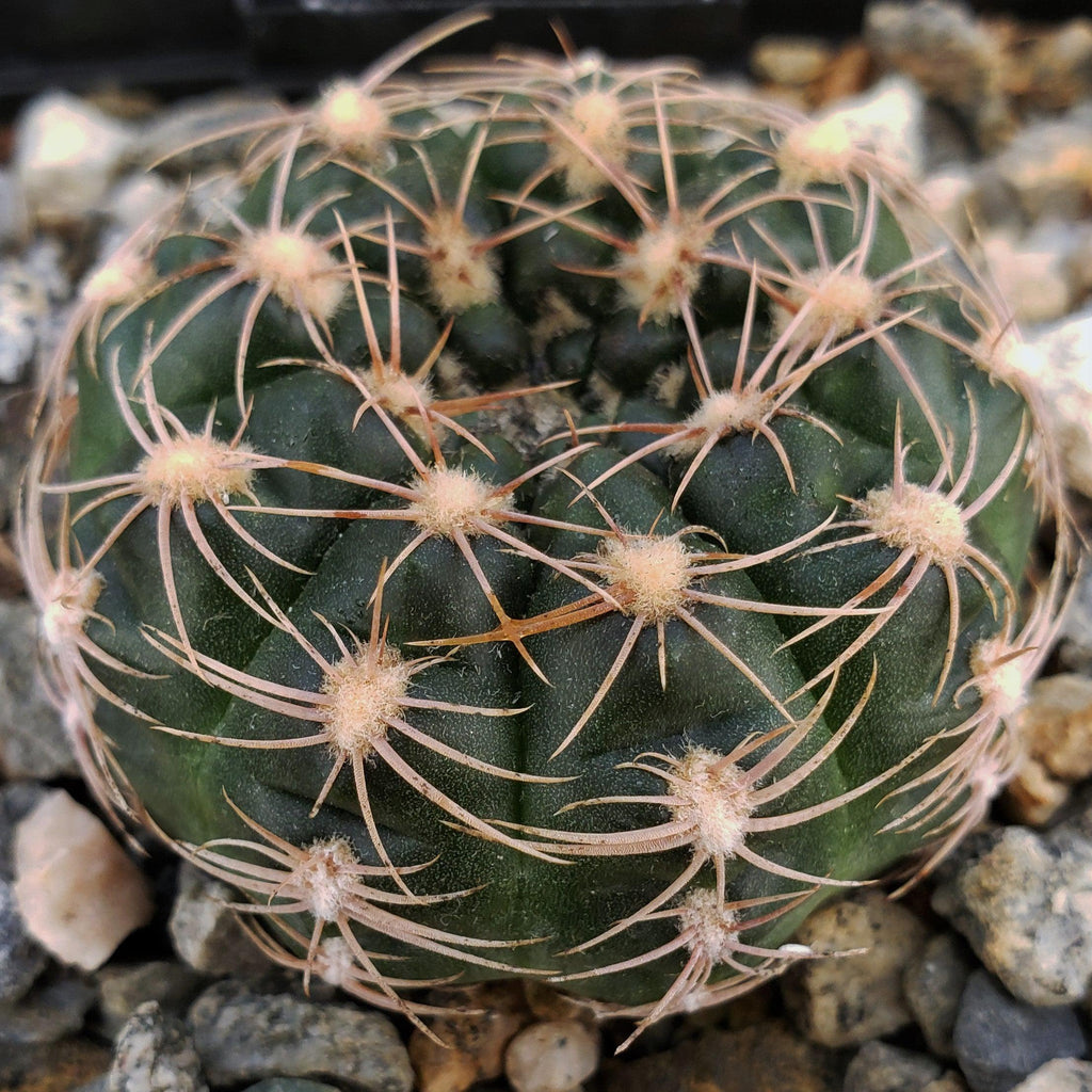 Gymnocalycium maznetteri