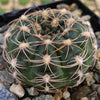 Gymnocalycium maznetteri