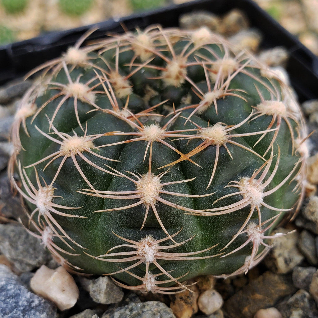 Gymnocalycium maznetteri