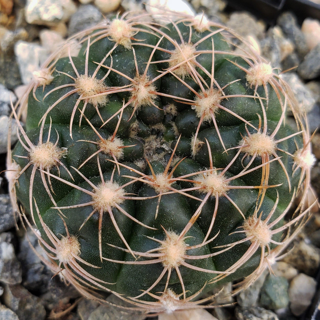 Gymnocalycium maznetteri