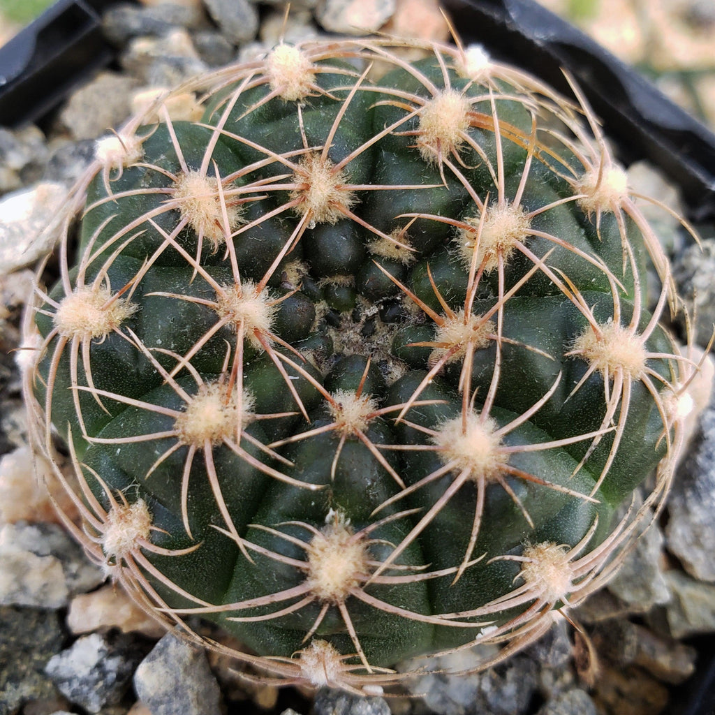 Gymnocalycium maznetteri