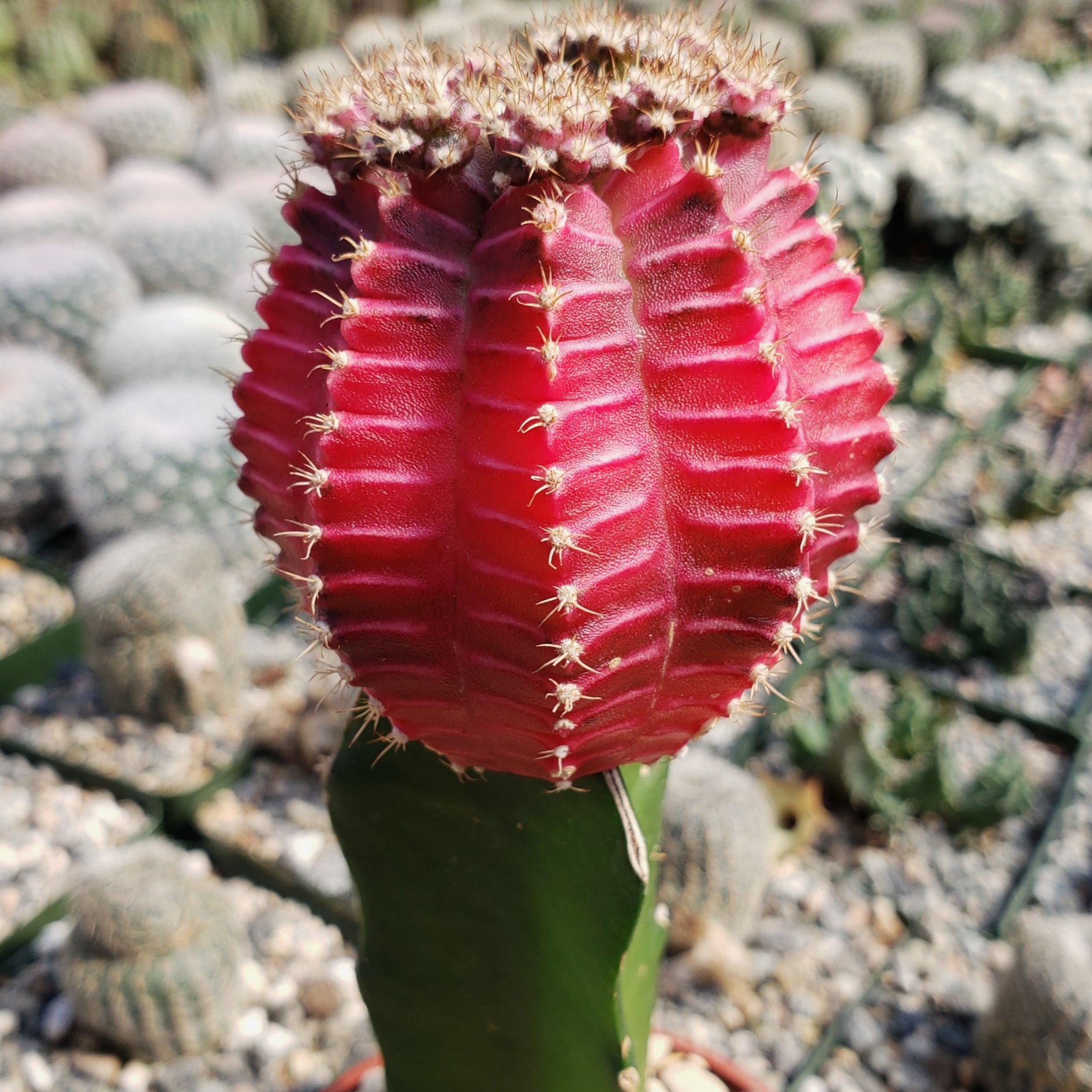 Grafted Fuchsia Moon Cactus - Gymnocalycium mihanovichii Hibotan