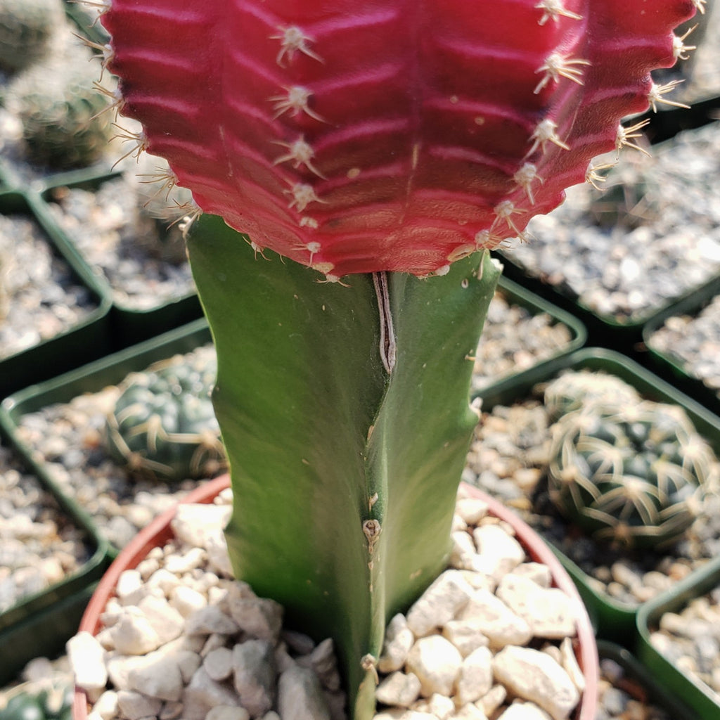 Grafted Fuchsia Moon Cactus - Gymnocalycium mihanovichii Hibotan