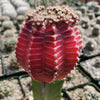 Grafted Fuchsia Moon Cactus - Gymnocalycium mihanovichii Hibotan