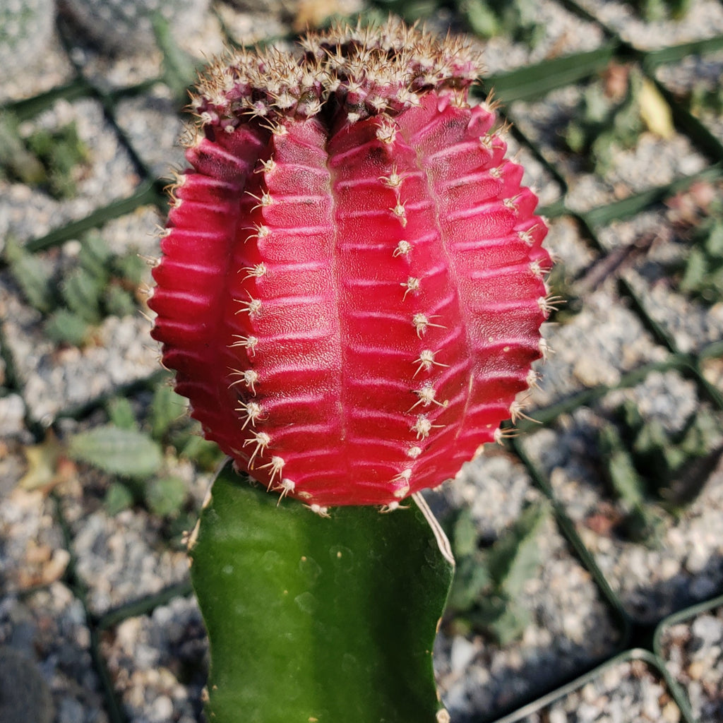 Grafted Fuchsia Moon Cactus - Gymnocalycium mihanovichii Hibotan
