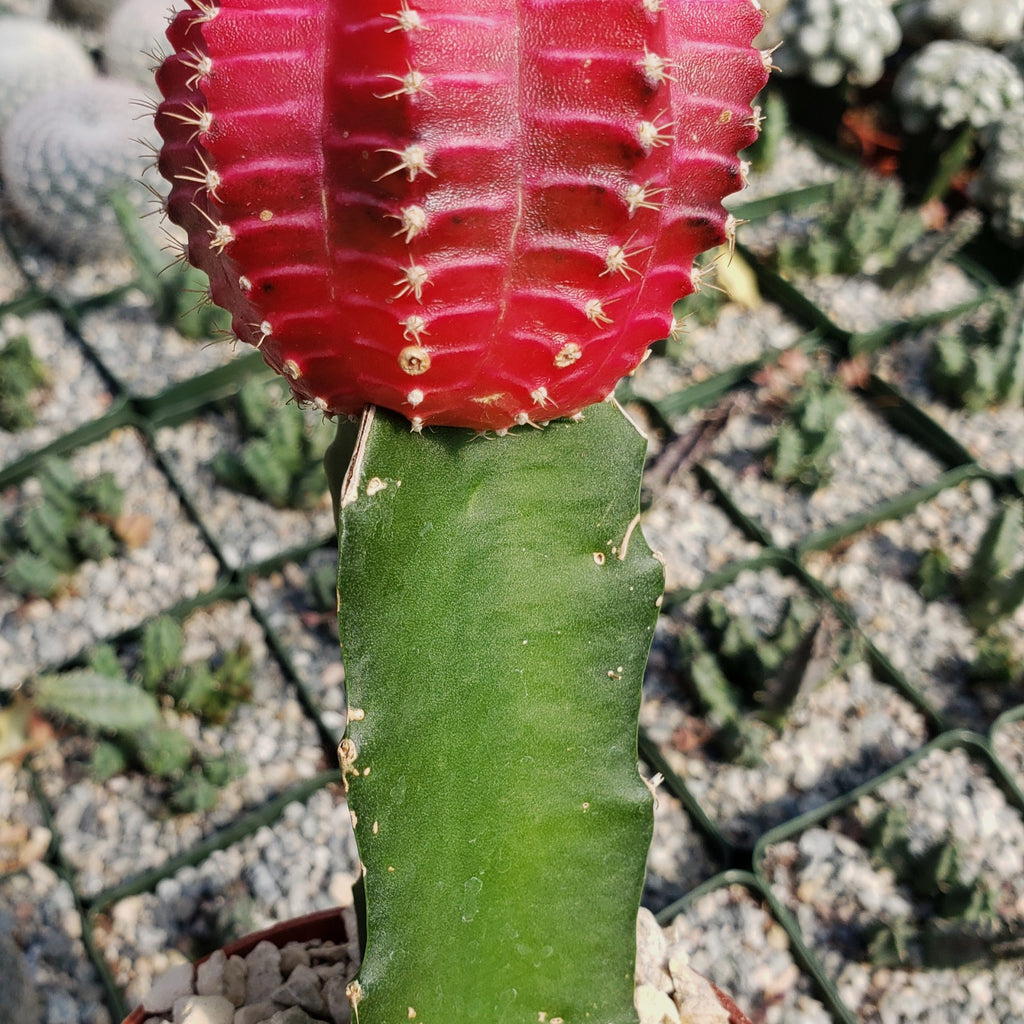 Grafted Fuchsia Moon Cactus - Gymnocalycium mihanovichii Hibotan