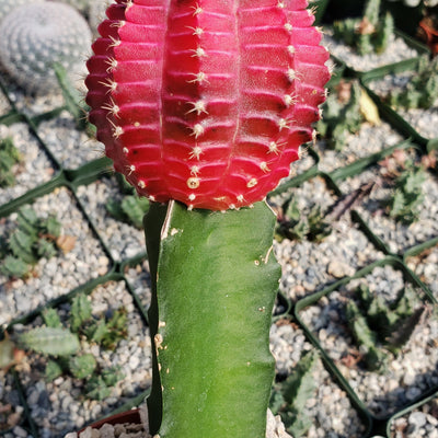 Grafted Fuchsia Moon Cactus - Gymnocalycium mihanovichii Hibotan