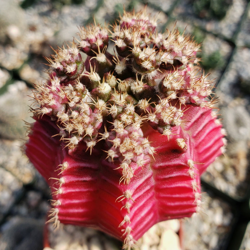 Grafted Fuchsia Moon Cactus - Gymnocalycium mihanovichii Hibotan