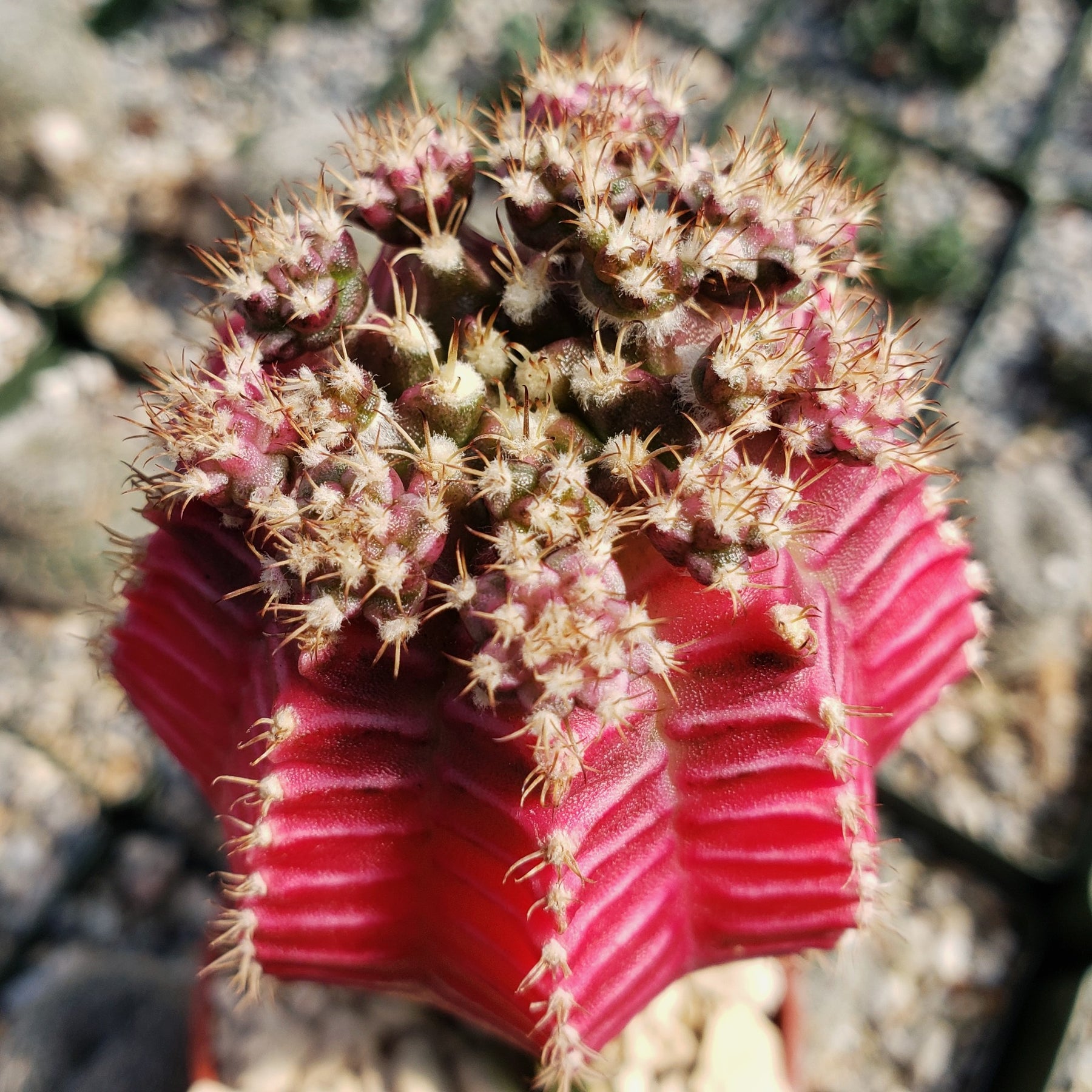 Shop Grafted Fuchsia Moon Cactus 'Gymnocalycium mihanovichii'