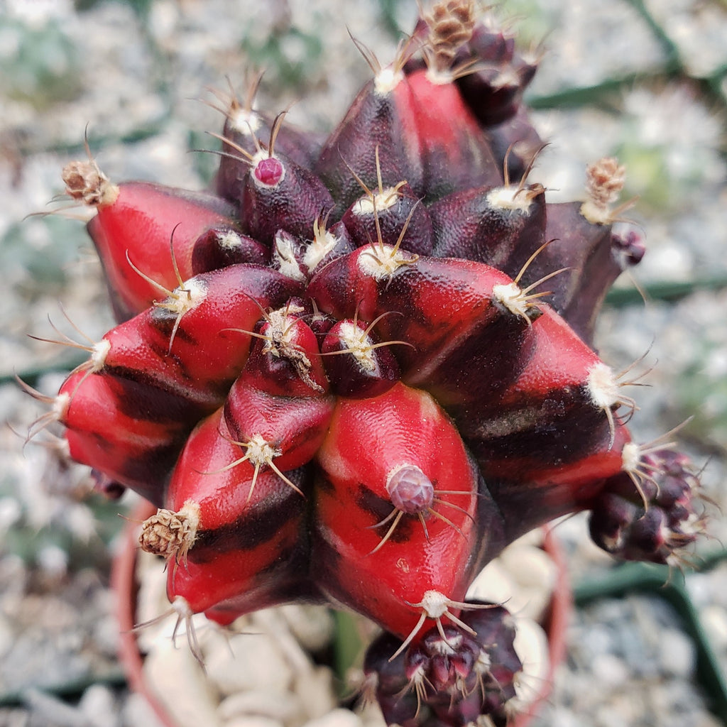 Purple Red Bicolor Grafted Moon Cactus - Gymnocalycium mihanovichii Hibotan