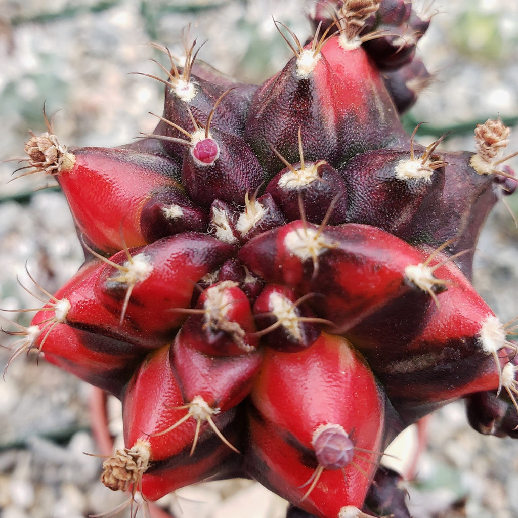 Purple Red Bicolor Grafted Moon Cactus - Gymnocalycium mihanovichii Hibotan