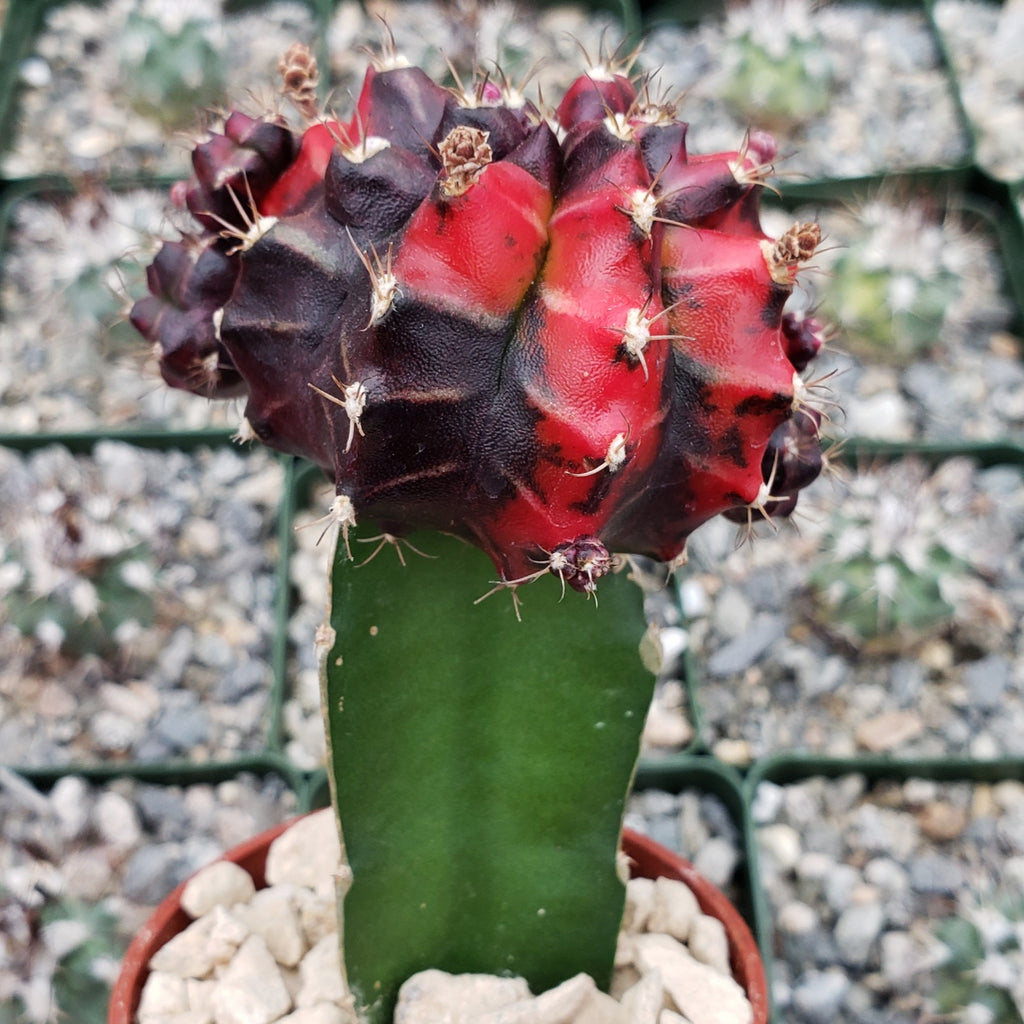 Purple Red Bicolor Grafted Moon Cactus - Gymnocalycium mihanovichii Hibotan