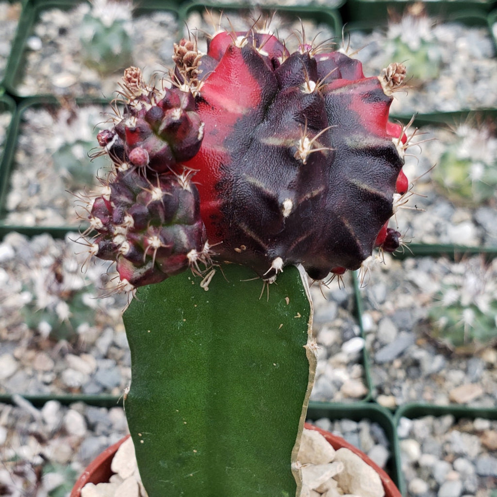 Purple Red Bicolor Grafted Moon Cactus - Gymnocalycium mihanovichii Hibotan