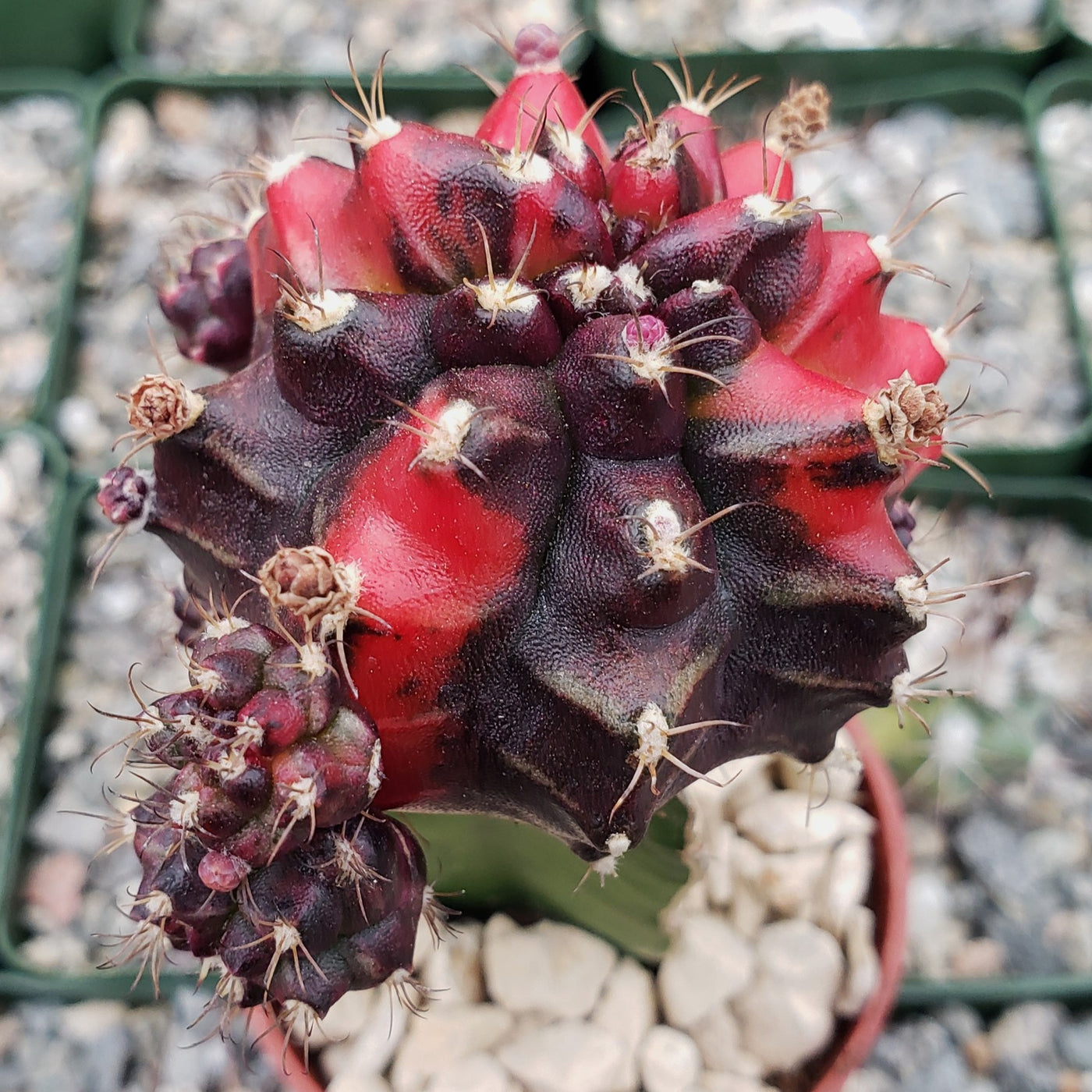 Purple Red Bicolor Grafted Moon Cactus - Gymnocalycium mihanovichii Hibotan