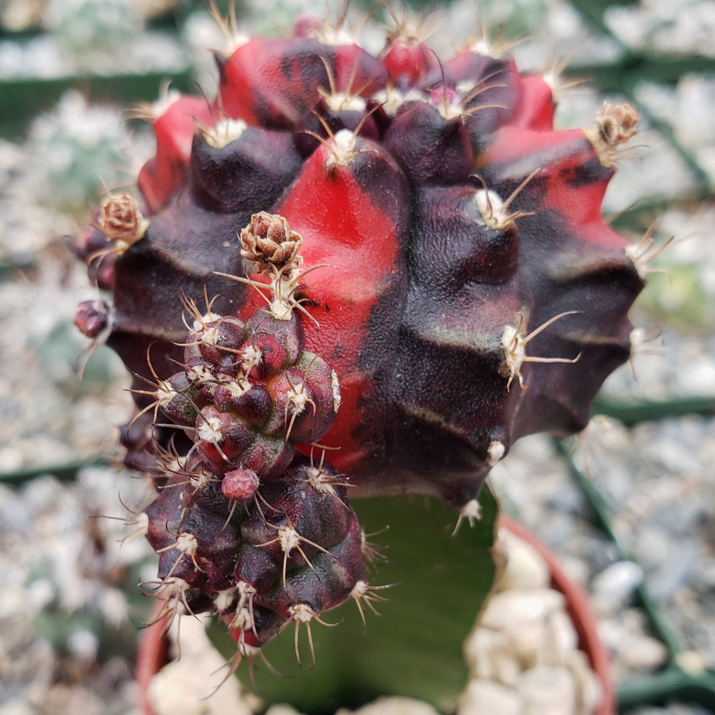 Purple Red Bicolor Grafted Moon Cactus - Gymnocalycium mihanovichii Hibotan