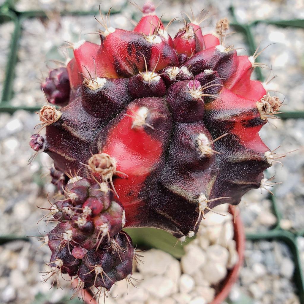 Purple Red Bicolor Grafted Moon Cactus - Gymnocalycium mihanovichii Hibotan