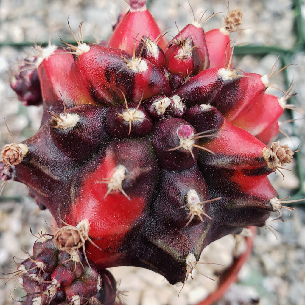 Purple Red Bicolor Grafted Moon Cactus - Gymnocalycium mihanovichii Hibotan