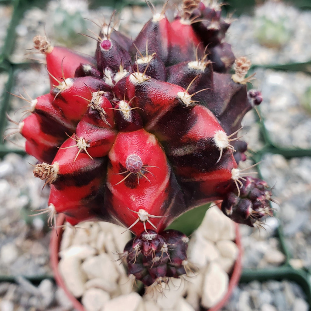 Purple Red Bicolor Grafted Moon Cactus - Gymnocalycium mihanovichii Hibotan