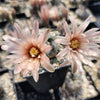 Gymnocalycium morroense