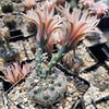 Gymnocalycium morroense