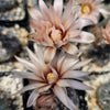 Gymnocalycium morroense