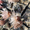 Gymnocalycium morroense