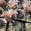 Gymnocalycium morroense