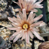 Gymnocalycium morroense