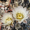 Gymnocalycium ragonesii