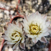 Gymnocalycium ragonesii