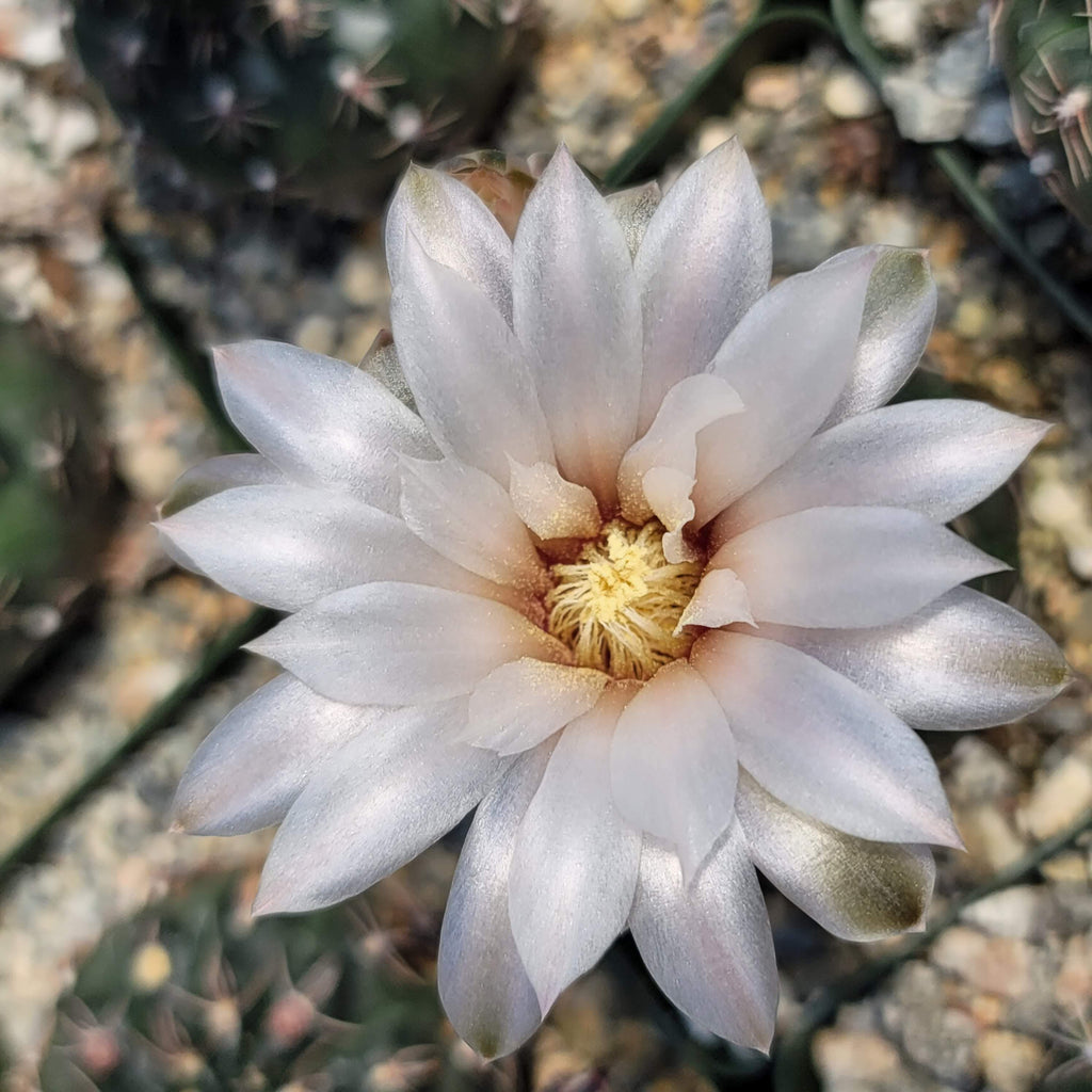 Gymnocalycium ruta