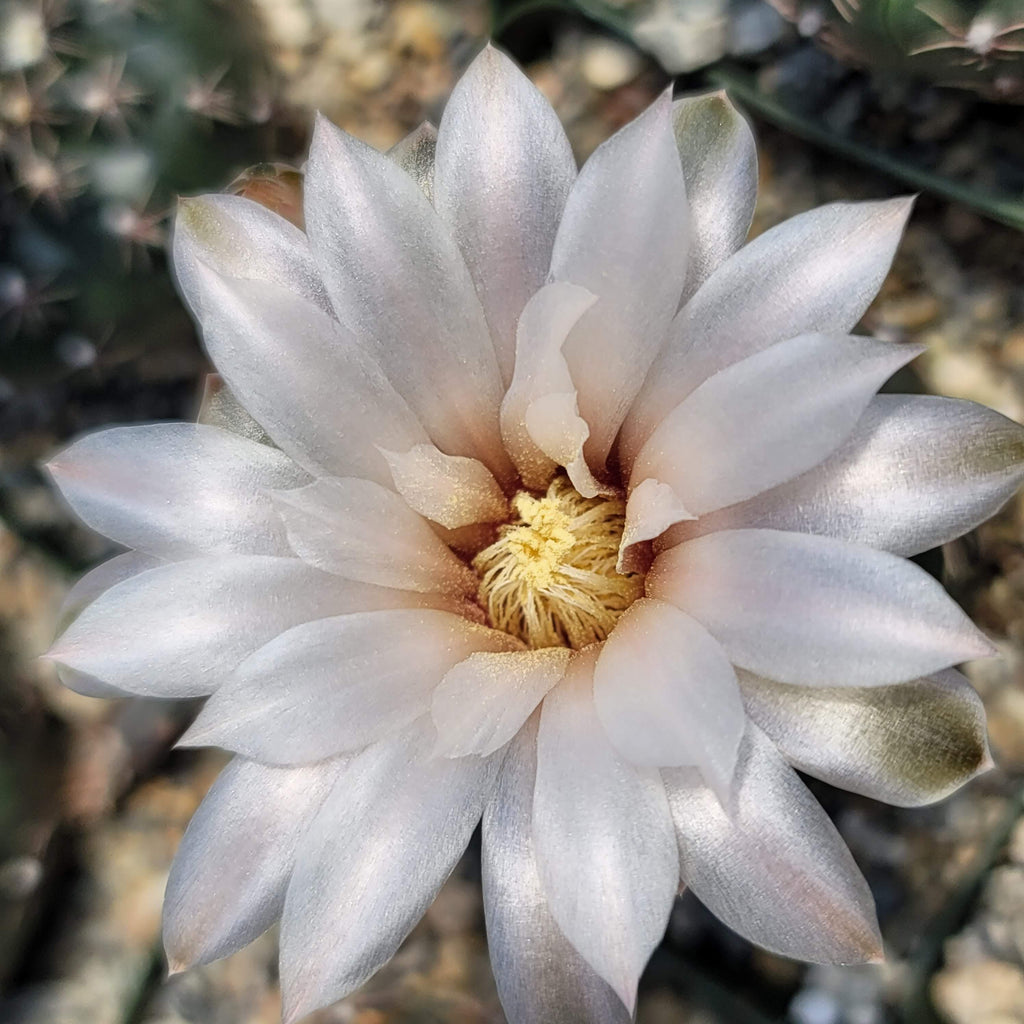 Gymnocalycium ruta