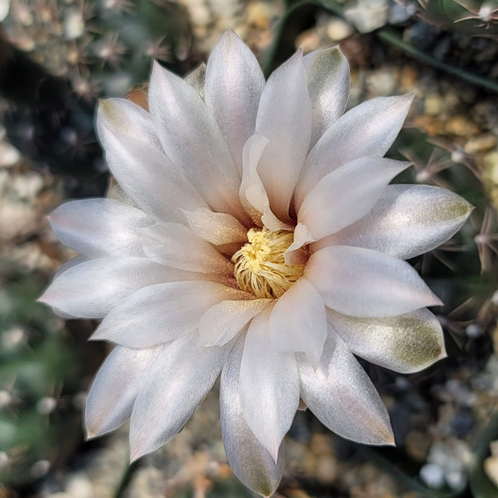 Gymnocalycium ruta