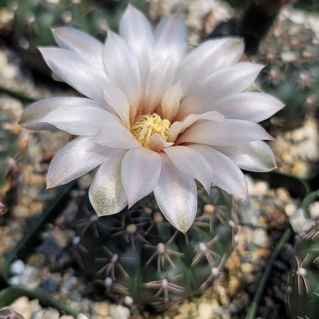 Gymnocalycium ruta