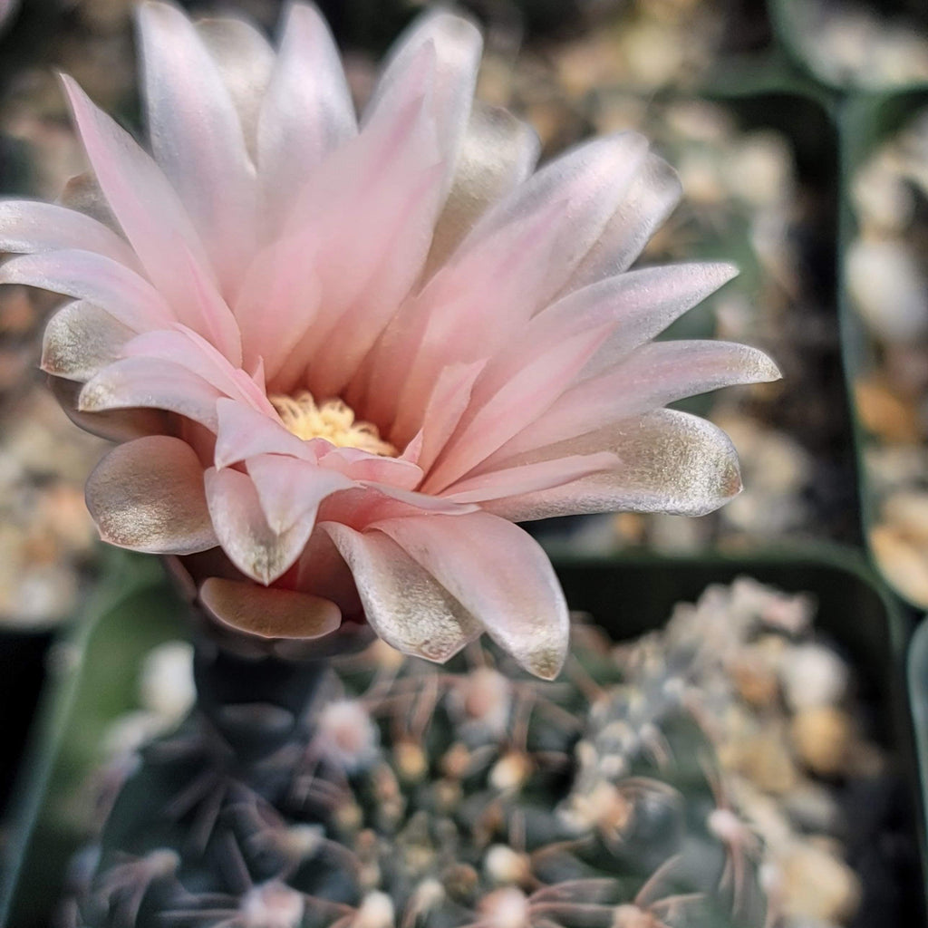 Gymnocalycium ruta