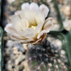 Gymnocalycium stellatum asterium