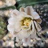 Gymnocalycium stellatum asterium