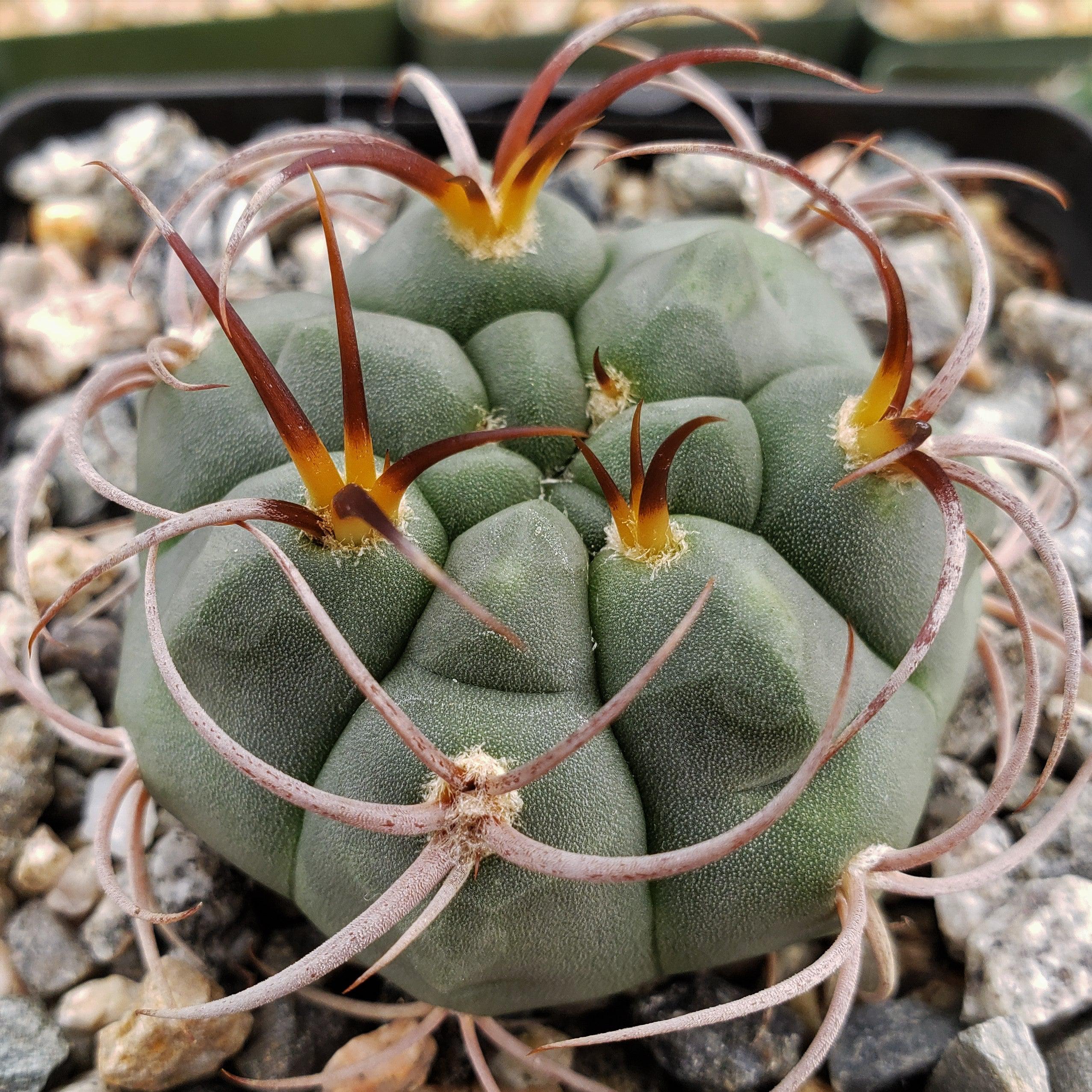 Gymnocalycium tillianum